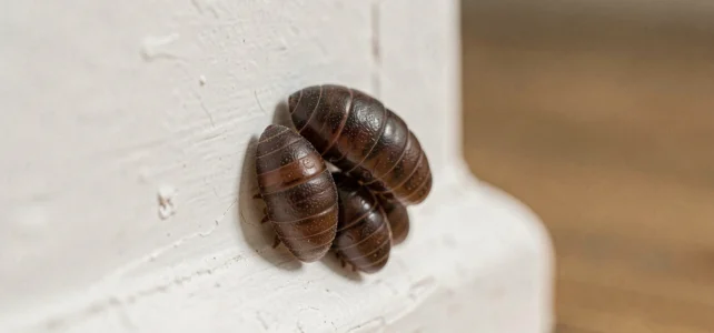 Pupes de mouche sur les murs ou plafond : faut-il s’inquiéter dans la maison ? Pupes de mouche sur les murs ou plafond : faut-il s’inquiéter dans la maison ?